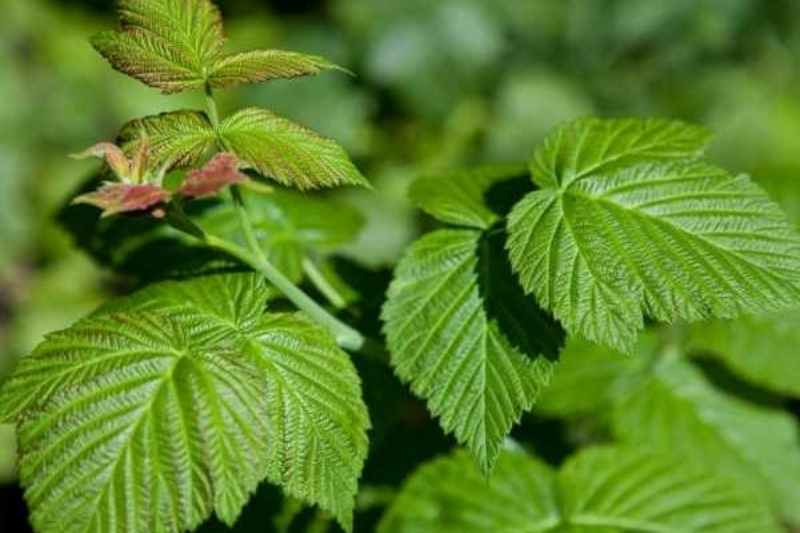 Tisane de feuilles de framboisier: grossesse, danger, avis