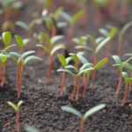 La germination des plantes potagères