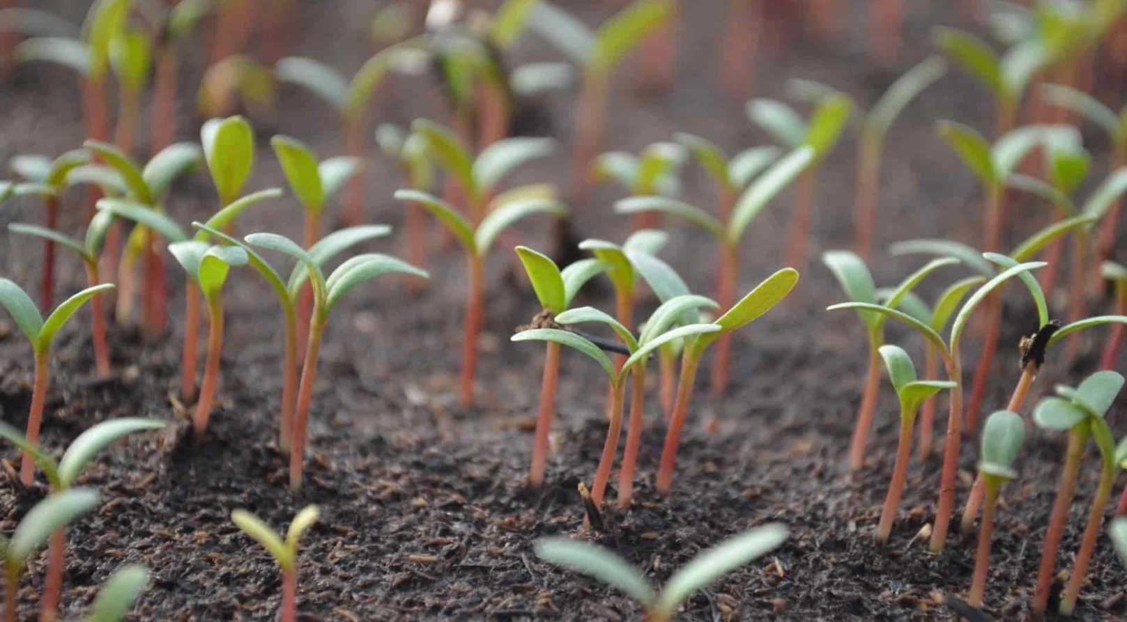 La germination des plantes potagères - Promesse de Fleurs