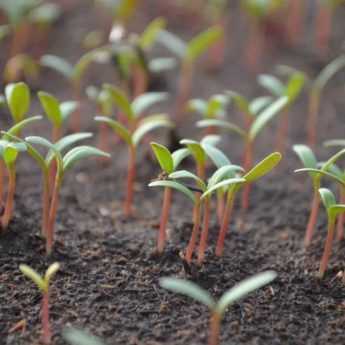 La germination des plantes potagères