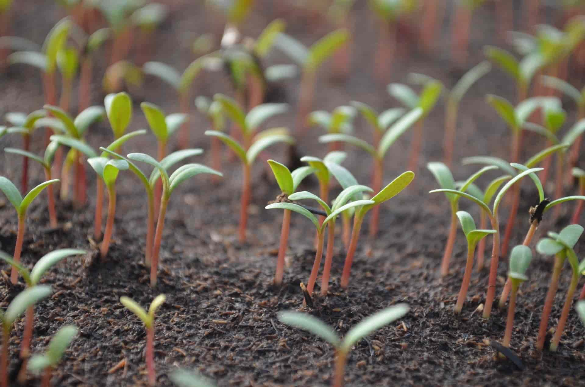 La germination des plantes potagères