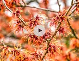 Les Hamamélis : des fleurs en hiver !