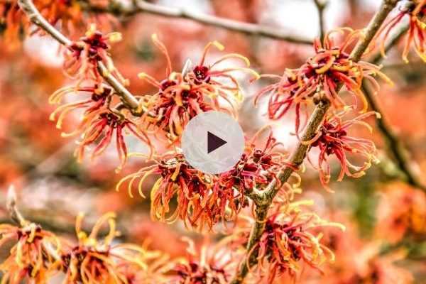 Hamamelis (x) intermedia Jelena - Noisetier de sorcière à fleurs orange