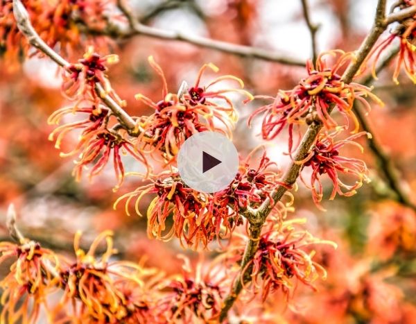 Les Hamamélis : des fleurs en hiver !