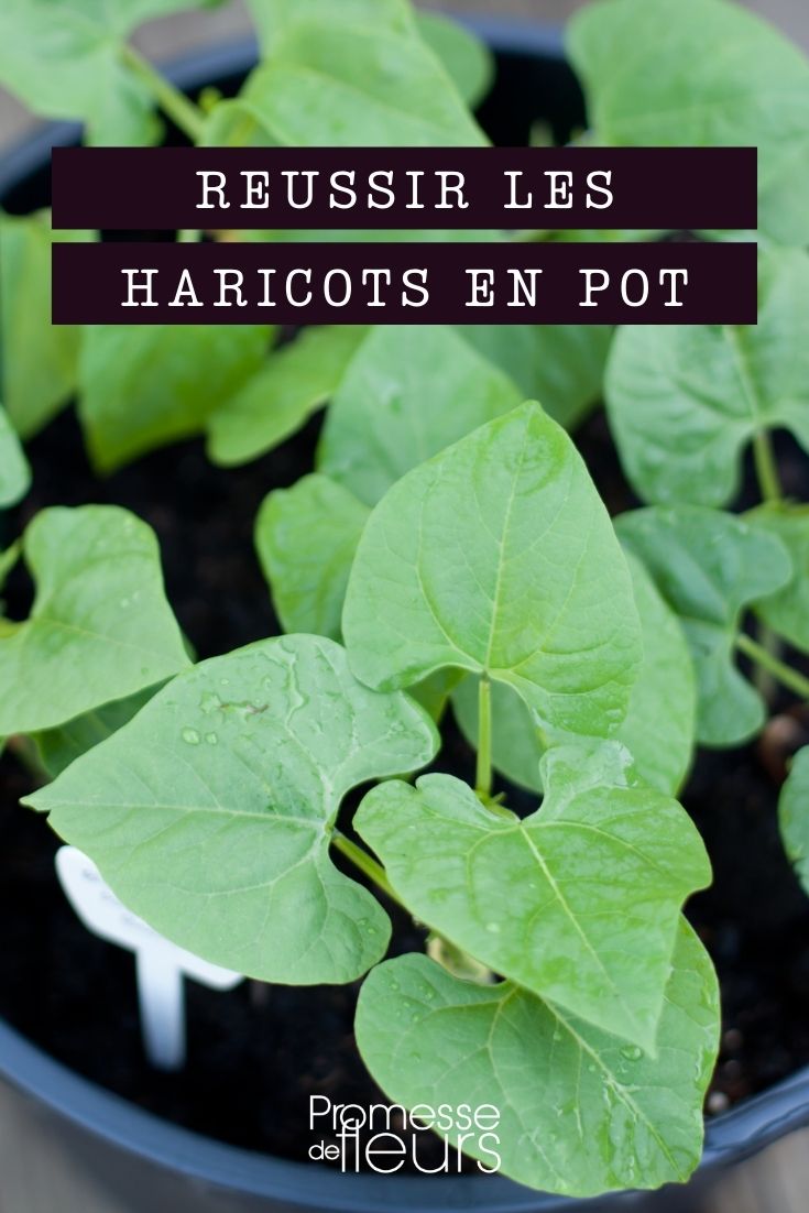 Comment planter et cultiver les haricots verts ? - Mondo Jardin