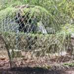 Comment faire une cabane en osier vivant ?