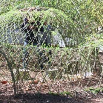 Comment faire une cabane en osier vivant ?