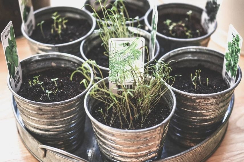 Quelles herbes aromatiques en intérieur sont possibles ? 