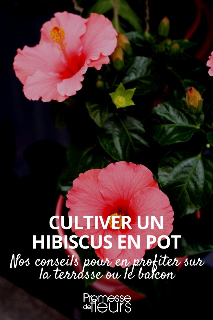 Comment faire sécher les fleurs d'hibiscus ? - Blog Promesse de fleurs