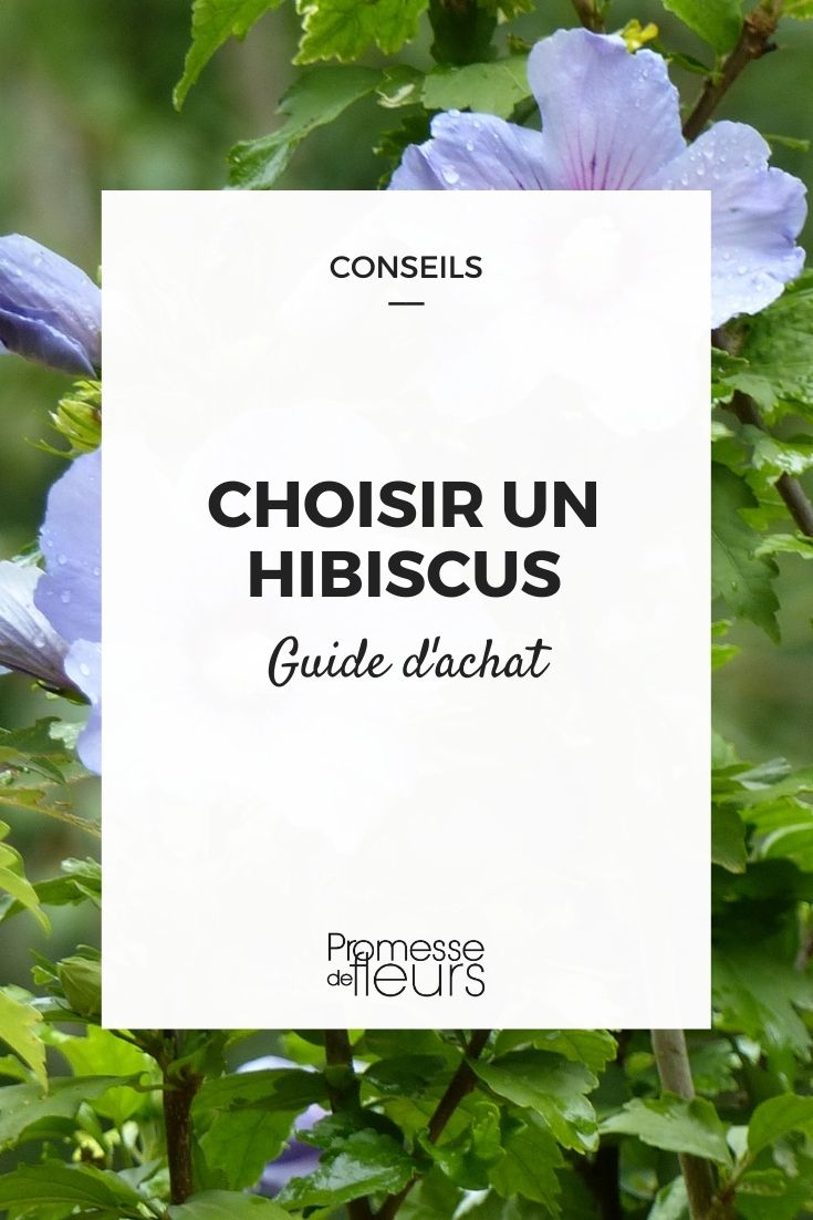 choisir hibiscus