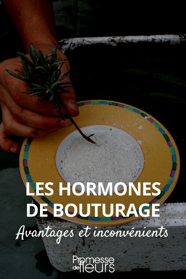 Utiliser l'hormone de bouturage