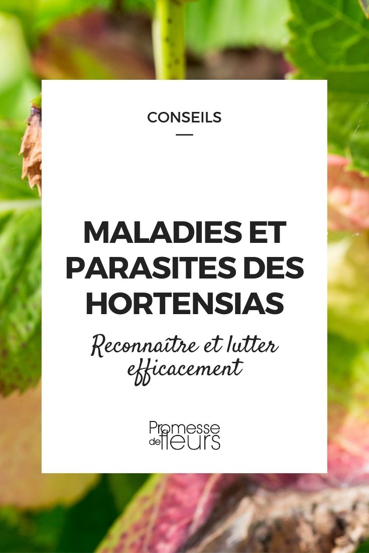 maladie et parasites des hortensias