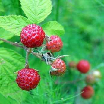 Framboisier Magnific Delbard delmes - Rubus idaeus à très gros fruits