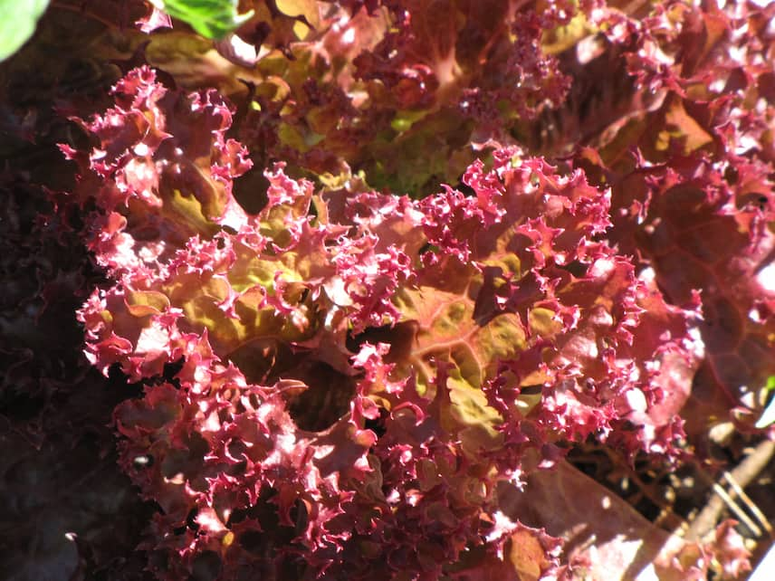 laitue à couper lollo rossa