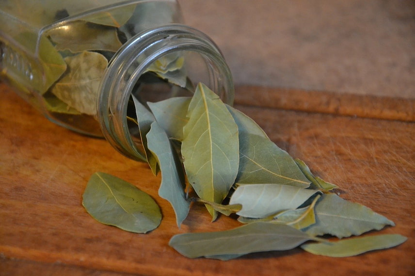 Comment faire sécher les feuilles de laurier ? - Promesse de Fleurs