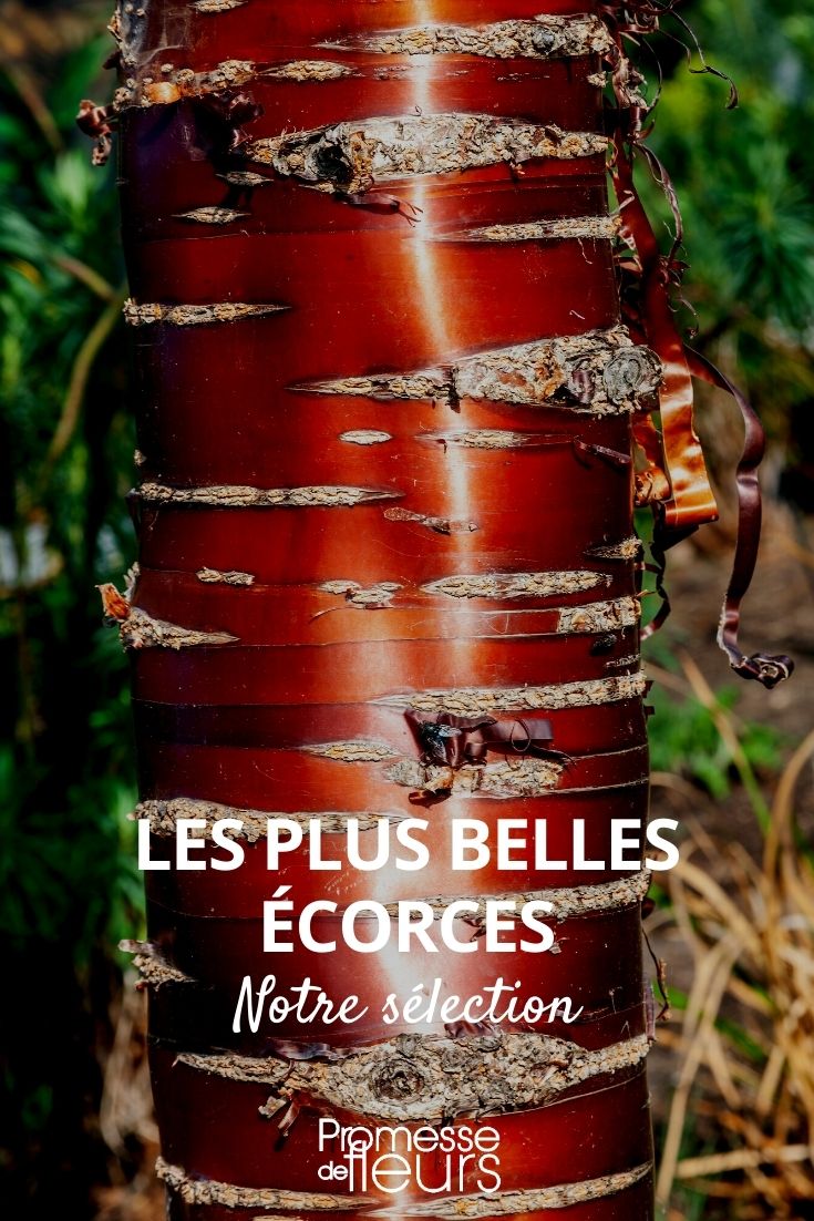 Copeaux De Bois Naturel Et écorce D'arbre Pour La Décoration De