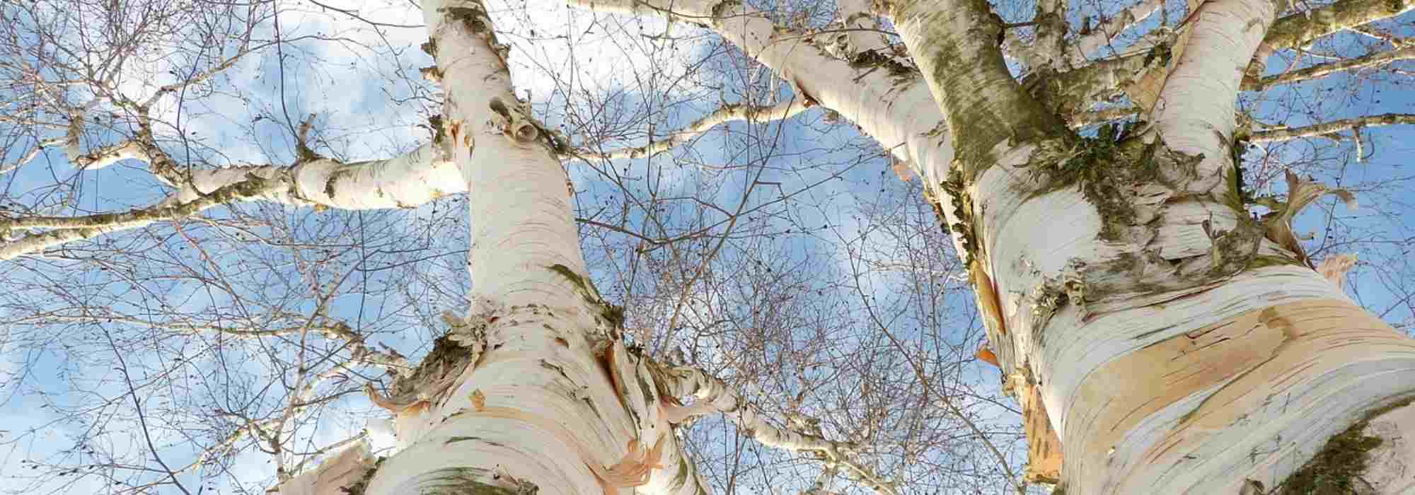 Un panier en bois décoré de feuilles en écorce - Marie Claire