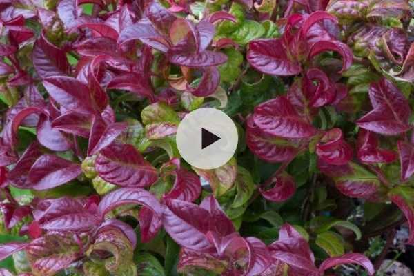 Le Leucothoe : pour un automne en couleur