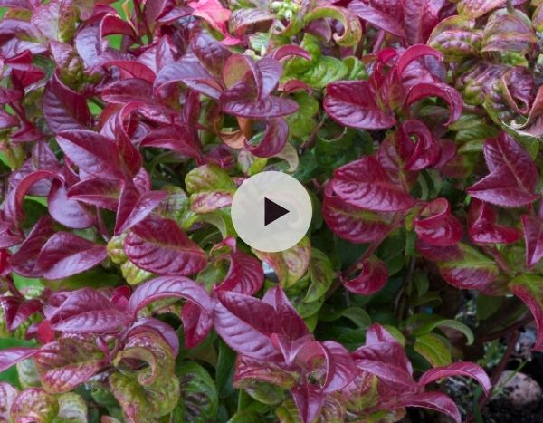 Le Leucothoe : pour un automne en couleur