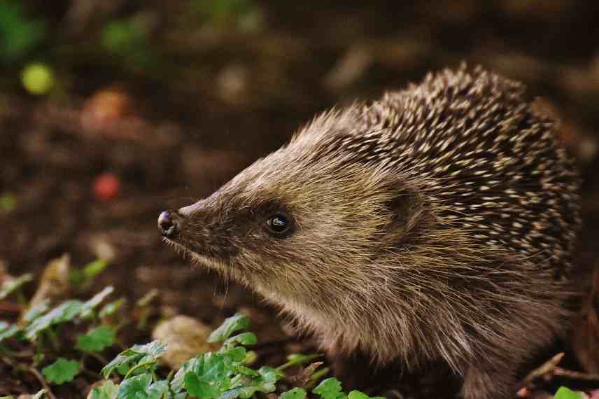 Comment se débarrasser des otiorhynques