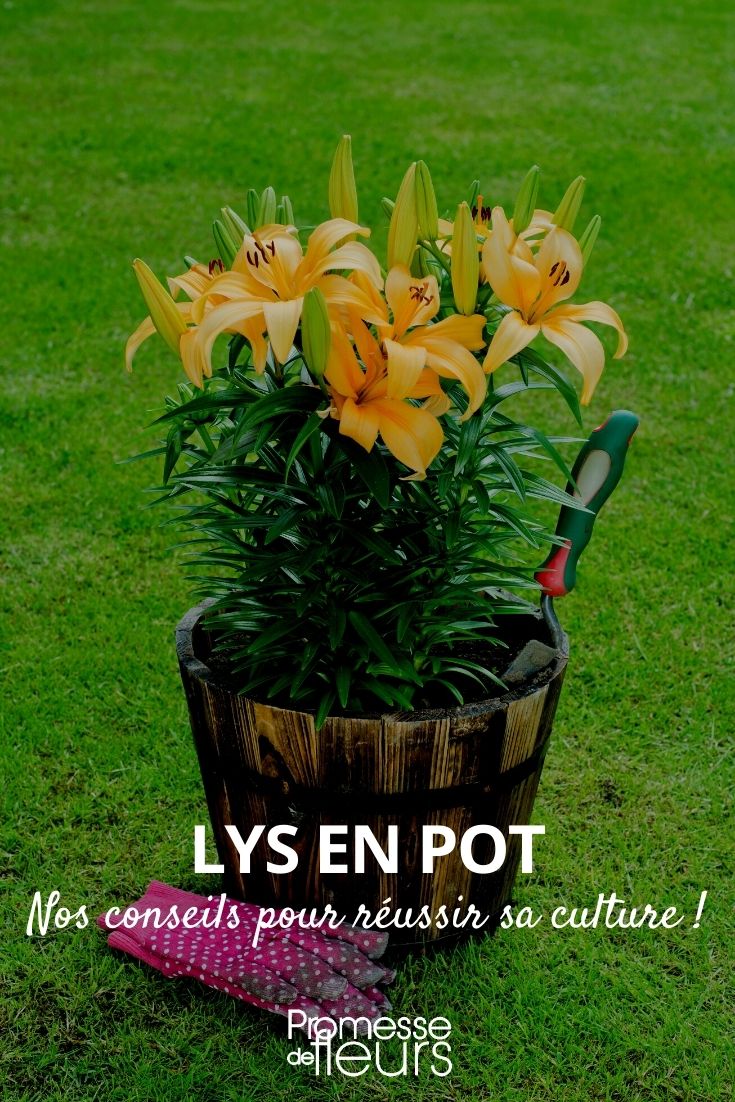 cultiver un lys en pot