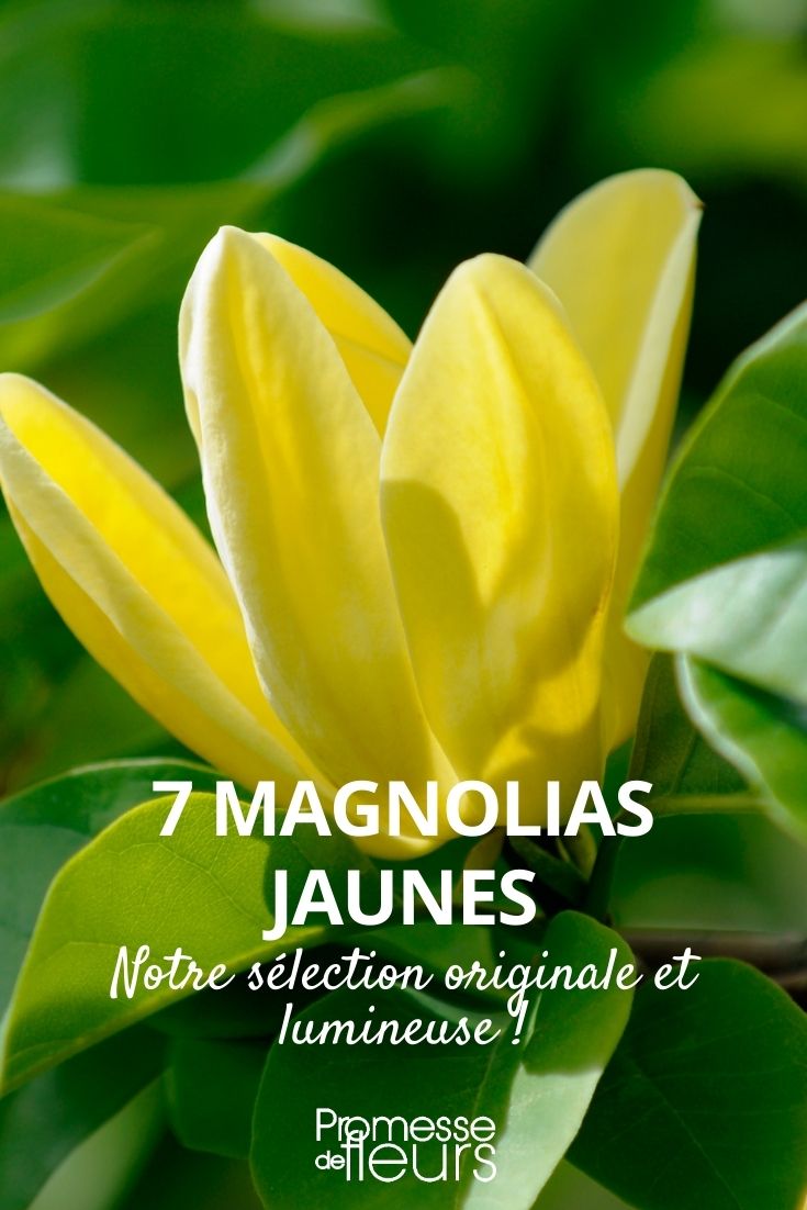 7 magnolias à fleurs jaunes