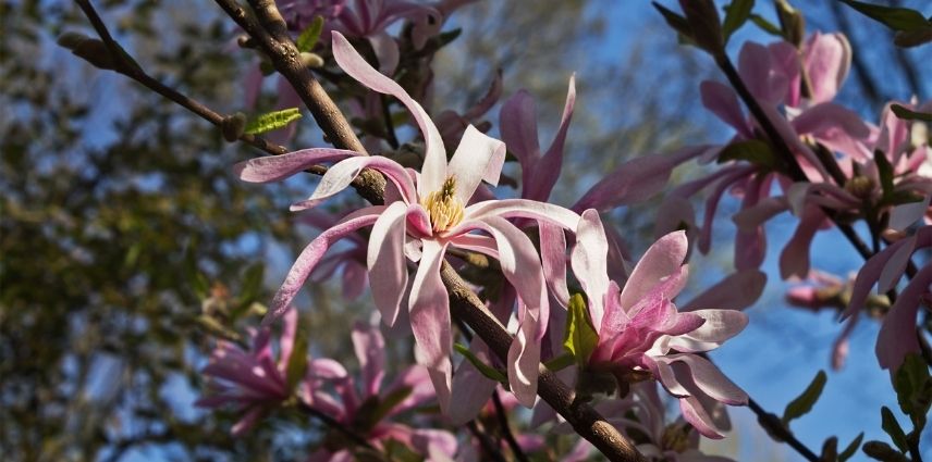 magnolia stellata rosea