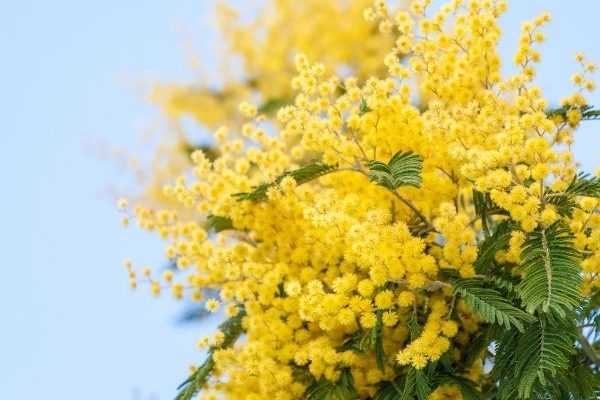 Comment faire sécher du mimosa ?