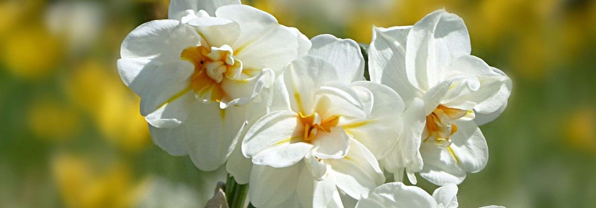 6 variétés de narcisses très parfumées - Promesse de Fleurs