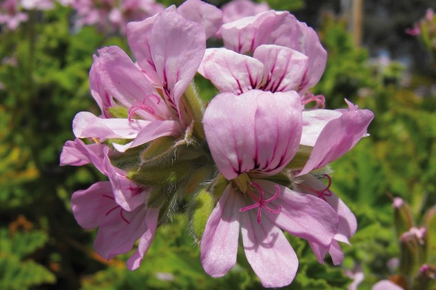 géranium parfumé, pélargonium odorant