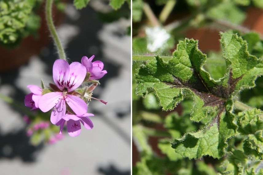 géranium parfumé, pélargonium odorant poivré