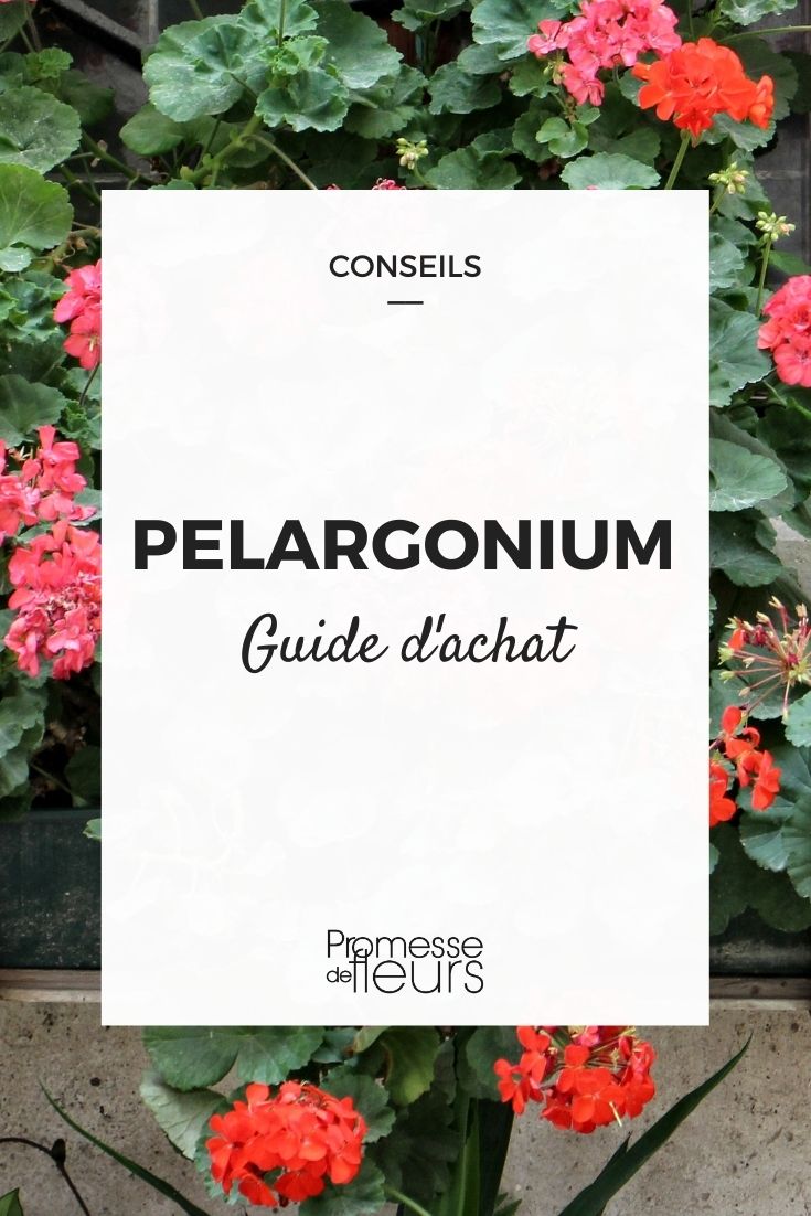 pelargonium que choisir