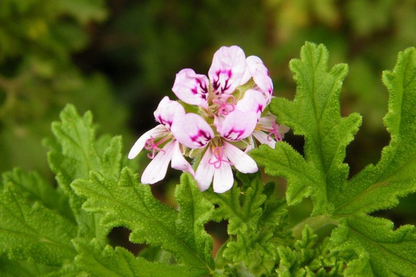 géranium parfumé, géranium des balcons, huile essentielle de géranium