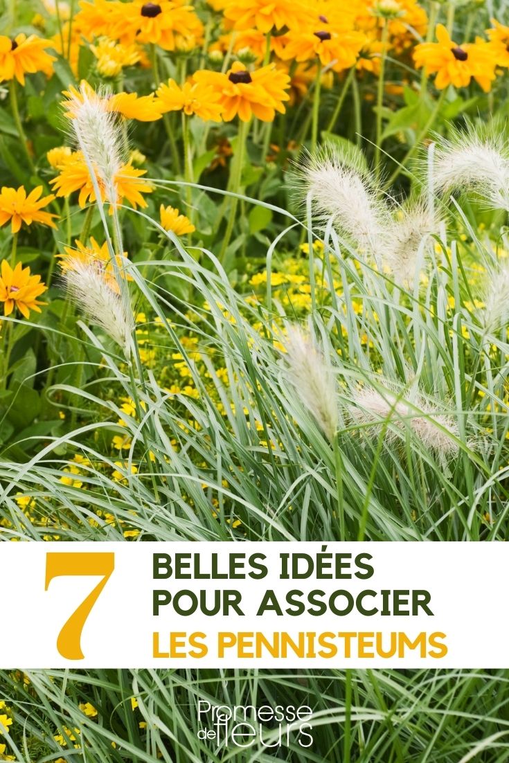 pennisetum association