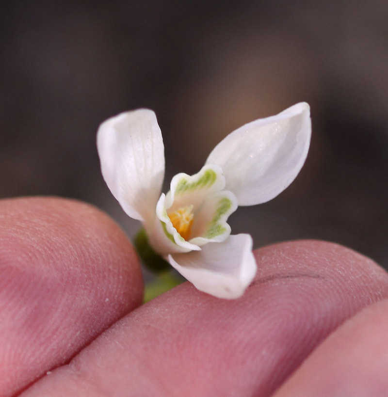 Galanthus nivalis 