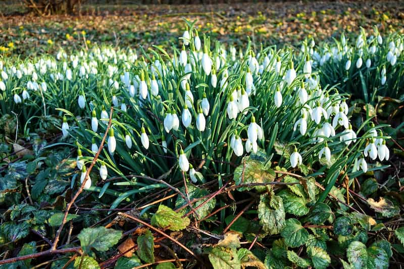 Galanthus nivalis 