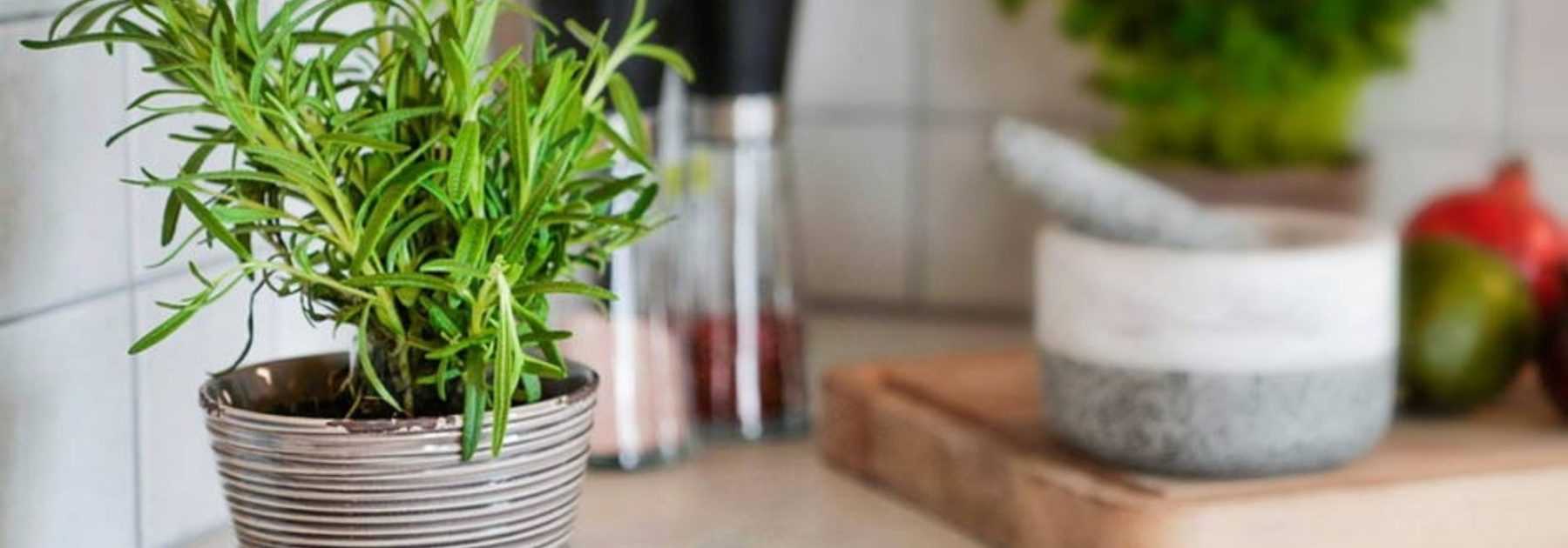 Quelles plantes aromatiques faire pousser en intérieur ?