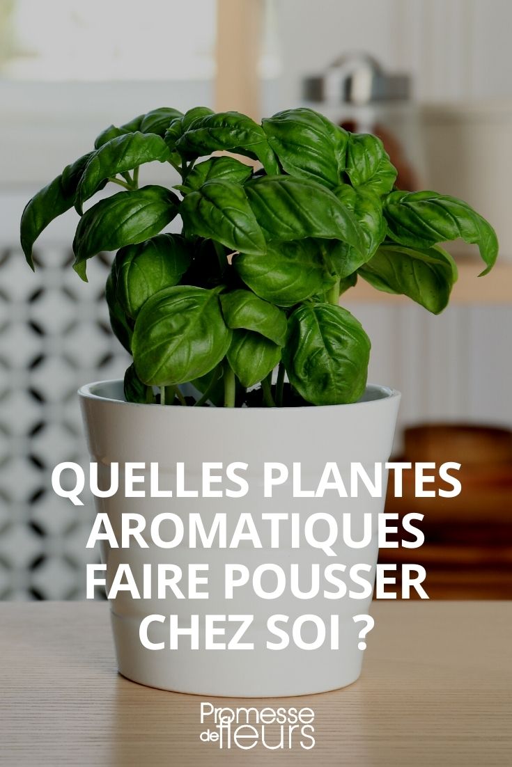 aromatiques intérieur