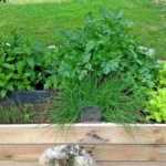 Petit potager : nos astuces gain de place