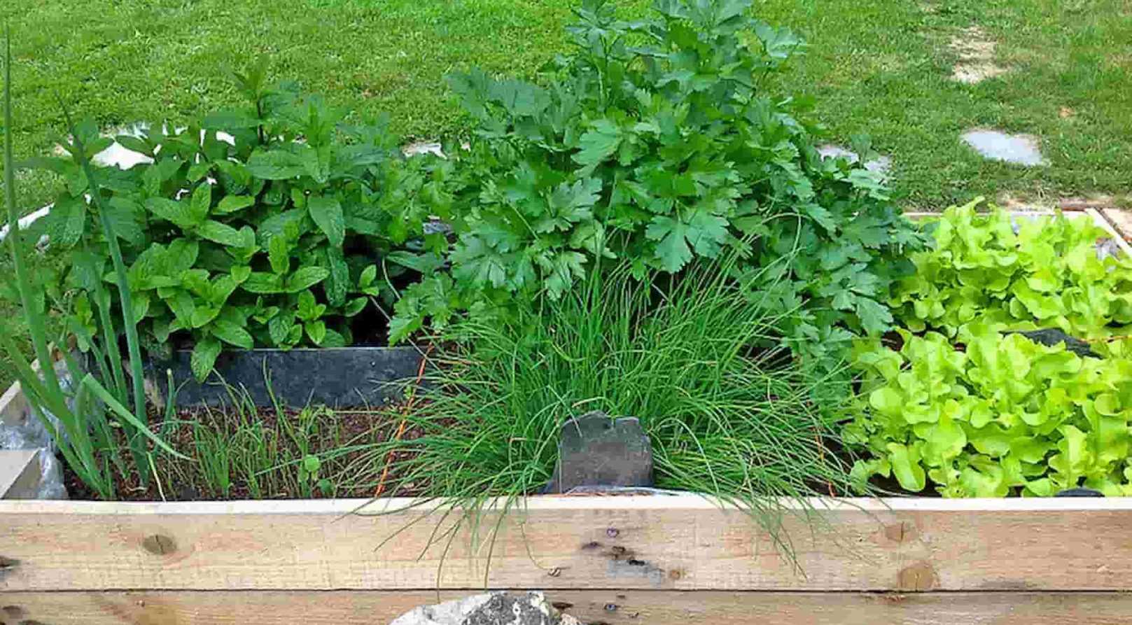 Petit potager : nos astuces gain de place