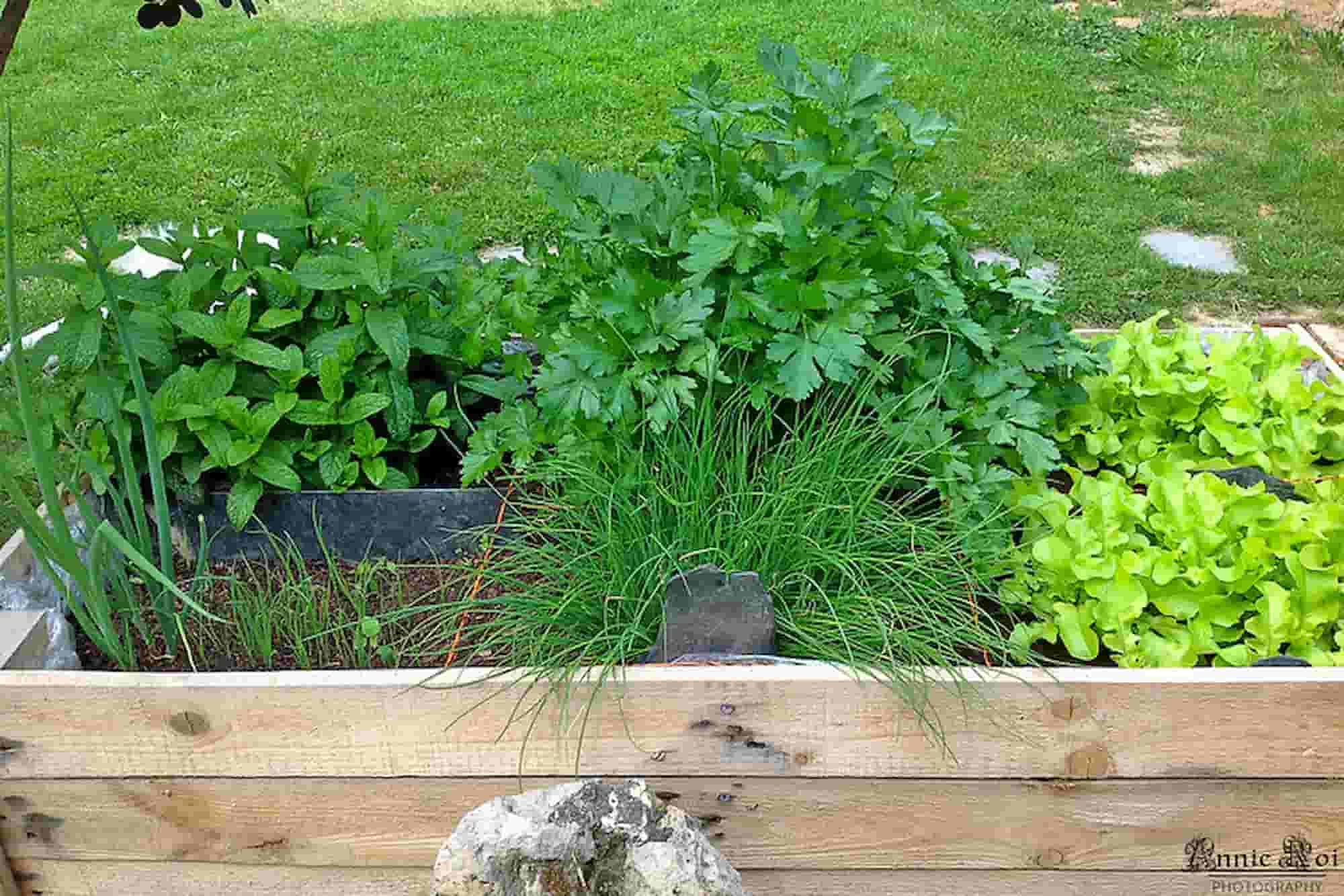 Petit potager : nos astuces gain de place