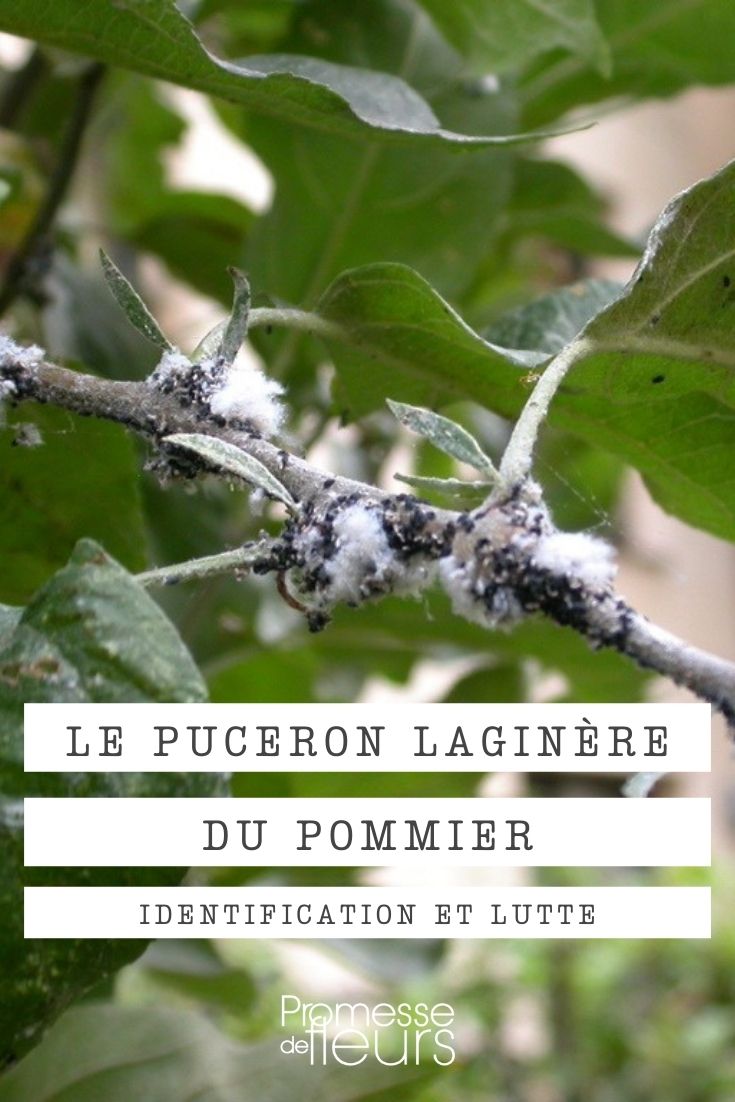 puceron laginère du pommier