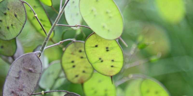 semis lunaire, semis lunaria