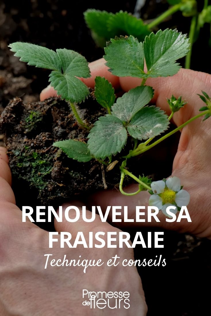 renouveler une fraiseraie