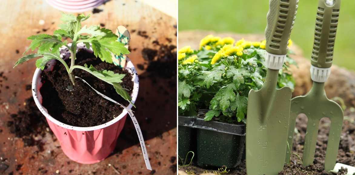 Tutoriel : semer le chrysantheme sous abri ou au jardin