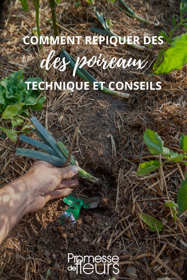 Poireau : comment le planter et l'entretenir ?