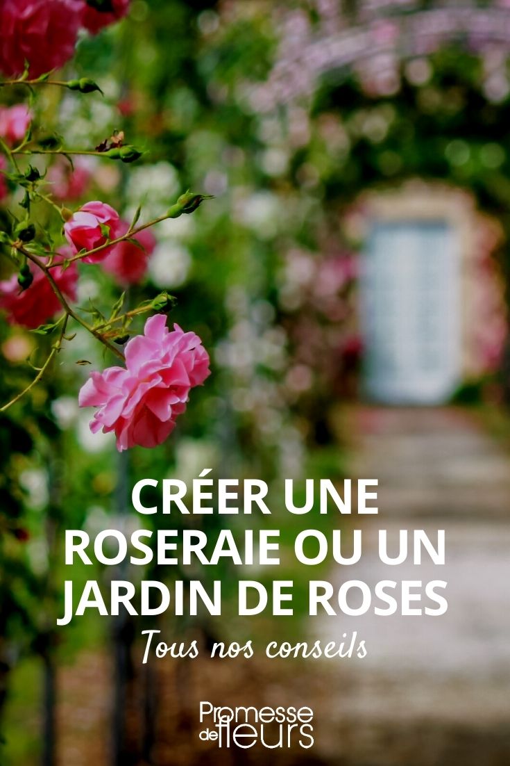 créer une roseraie ou une jardin de roses