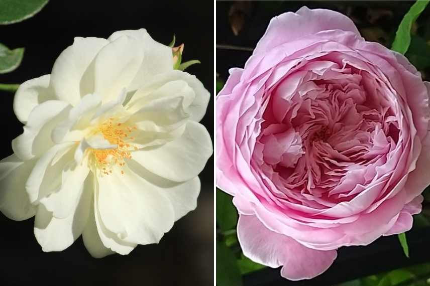 Rosiers parfum des roses, odeur de thé