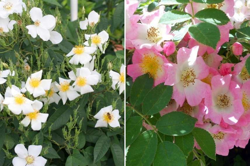 Rosiers parfum des roses, musqué