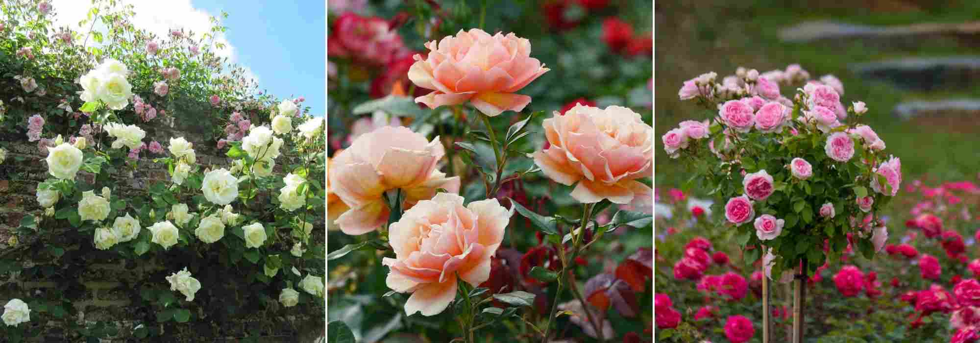 comment creer une roseraie ou un jardin de roses